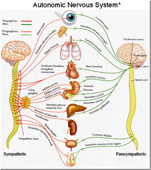 MMS: ANS Physiology - Medatrio